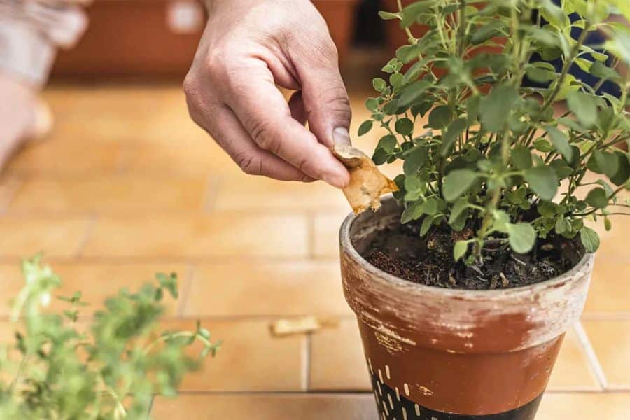 A hand places a used tea bag into the soil of a potted green herb plant on a tiled floor. This close up shows one of the plants that love used tea bags in a small container garden.