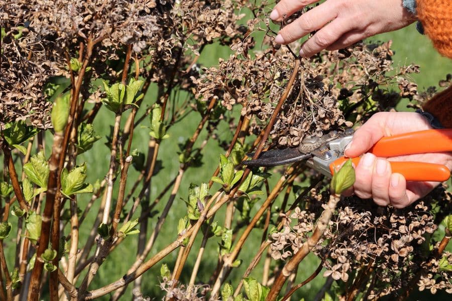 Hands use orange pruning shears to cut back dry brown flower heads on a shrub with fresh green leaf buds. This close up shows one of the plants to prune in April as new spring growth begins.