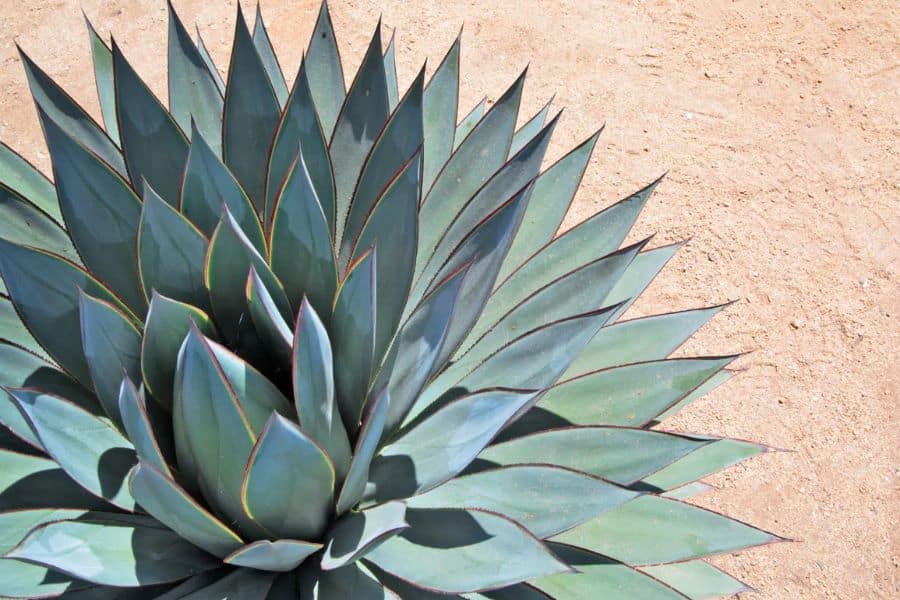 Blue green agave forms a wide rosette of pointed leaves against pale dry soil. This dramatic succulent is one of the most striking plants that can survive a drought thanks to its thick fleshy leaves and tolerance for hot sunny conditions.