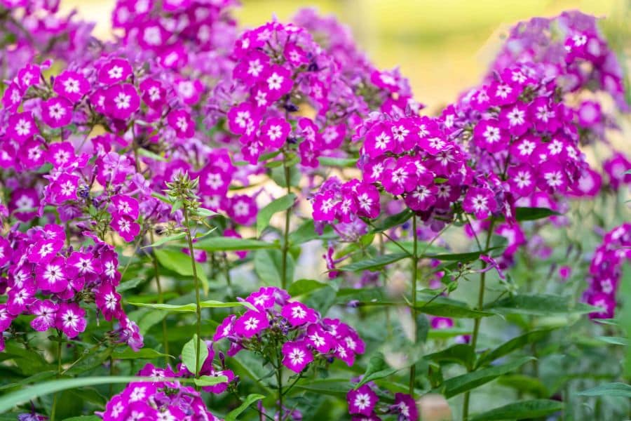 Clusters of bright magenta flowers with small white centers bloom closely together above green leaves. The dense color and soft background make this flower stand out in a spring garden.