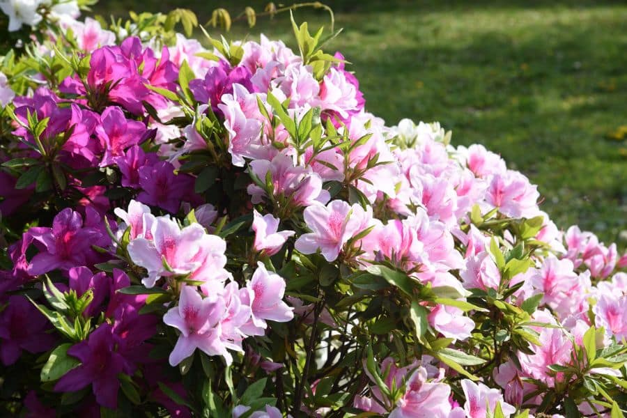 Close view of a flowering azalea shrub covered in pale pink and magenta blooms with glossy green leaves. The flowers fill the frame with lawn blurred in the background.
