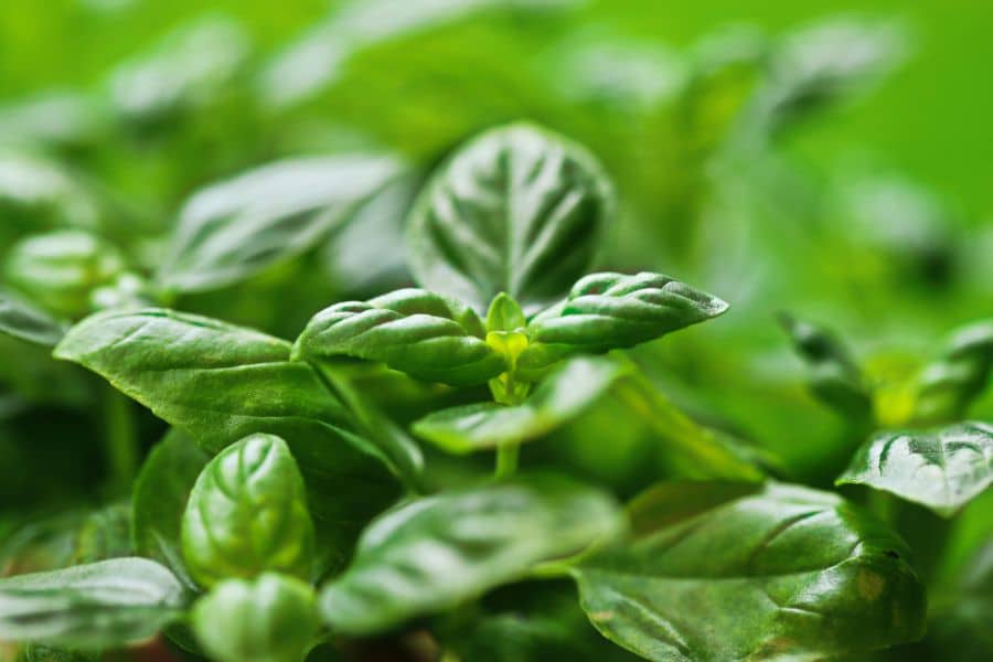 Close up of vibrant green basil leaves growing in a garden bed highlighting herbs and spices with nutritional benefits.