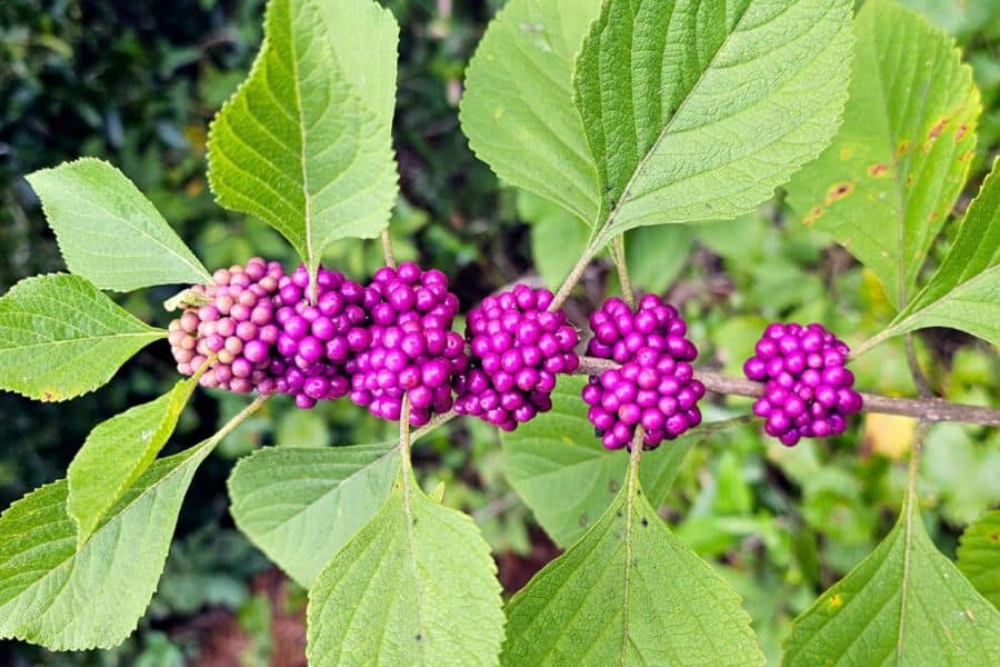 Clustered bright purple berries line a woody branch with large green leaves. The berries sit in tight bead like bunches along the stem.