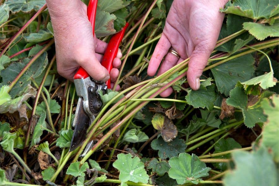 A gardener uses red hand pruners to cut thick green stems close to the base of a leafy perennial clump. The close up shows how perennials are cut back in April during spring garden cleanup.