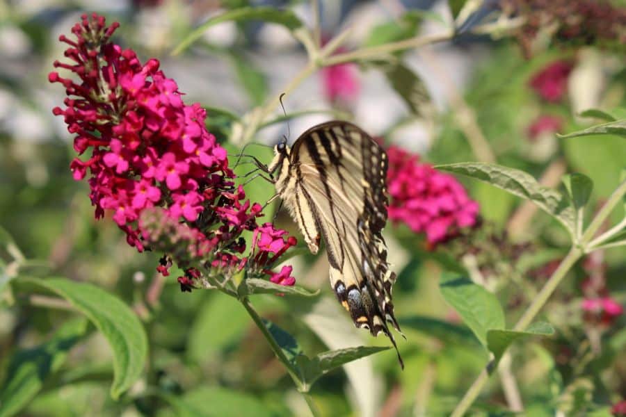 A yellow and black butterfly rests on a bright pink butterfly bush flower, with more blooms and green leaves softly blurred behind it. The photo highlights the shrub in bloom rather than pruning, showing what the plant looks like later in the season.