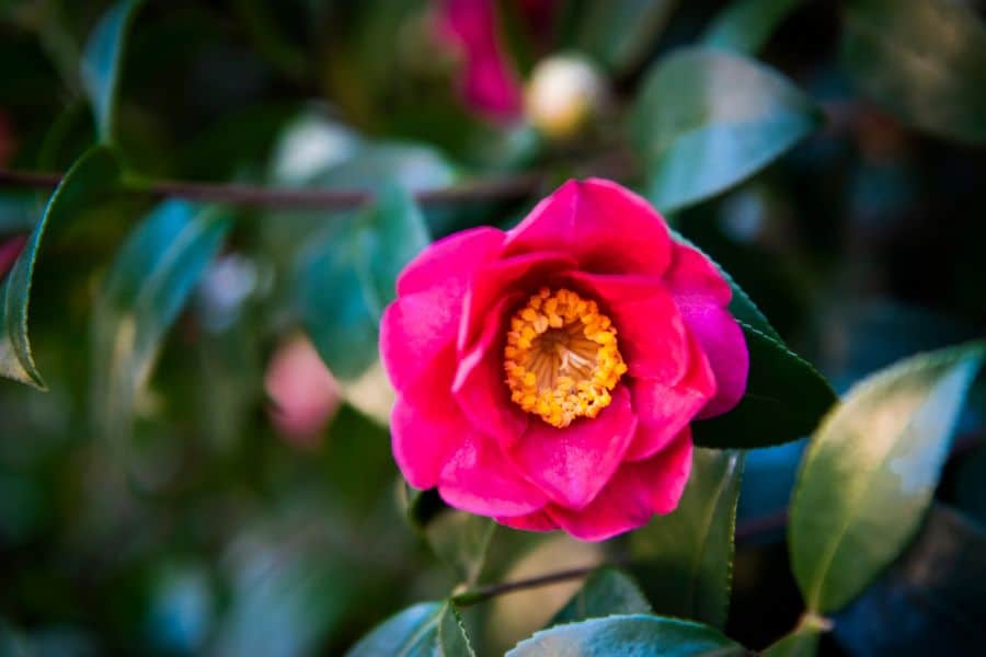 Single deep pink camellia bloom with a yellow center stands out against dark glossy leaves. The background is softly blurred to emphasize the flower.