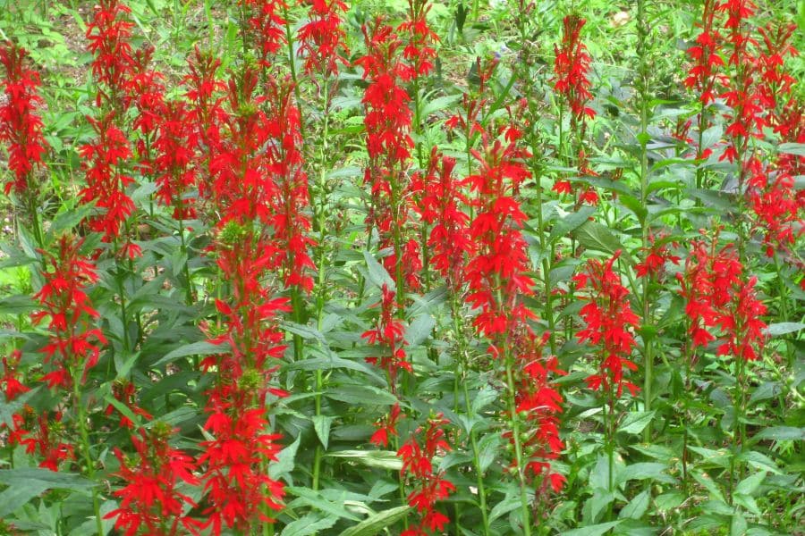 Tall spikes of bright red flowers fill a garden bed with dense green leaves underneath. The blooms create a vivid patch of color across the frame.