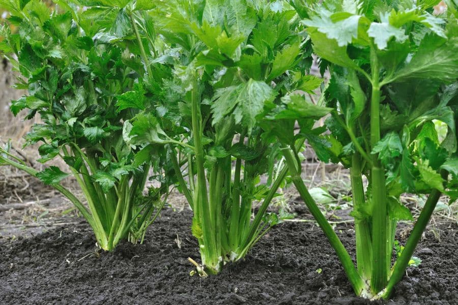 Several celery plants grow upright in dark garden soil with dense clusters of green stalks and leaves. The focus on the full plant makes the edible leaves and stems easy to see in a garden setting.