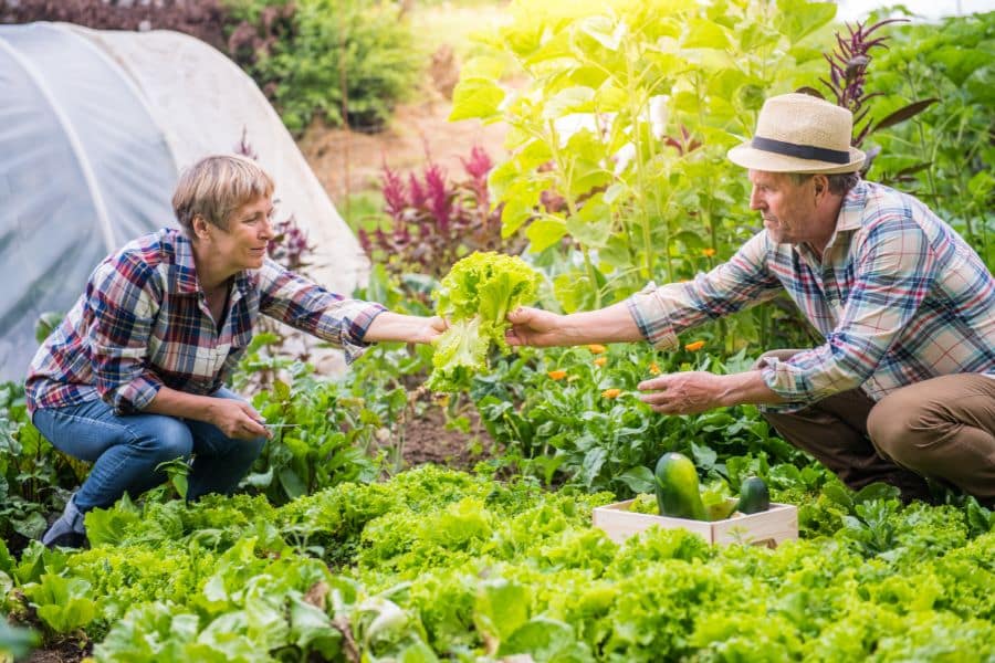 Two people kneel in a lush vegetable garden and pass a freshly picked head of lettuce between them beside rows of greens and a garden tunnel. This shows the kind of hands on harvest you can enjoy when you start a vegetable garden at home.