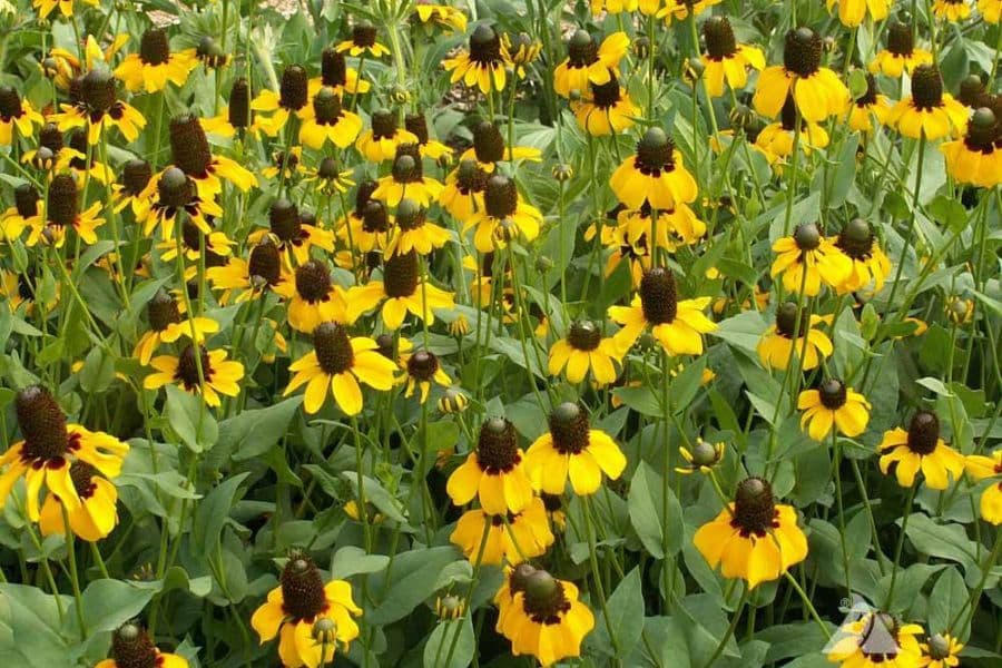 A large patch of yellow daisy like flowers with dark brown cone centers rises above green foliage. These cheerful blooms add a bold meadow look to a garden bed.