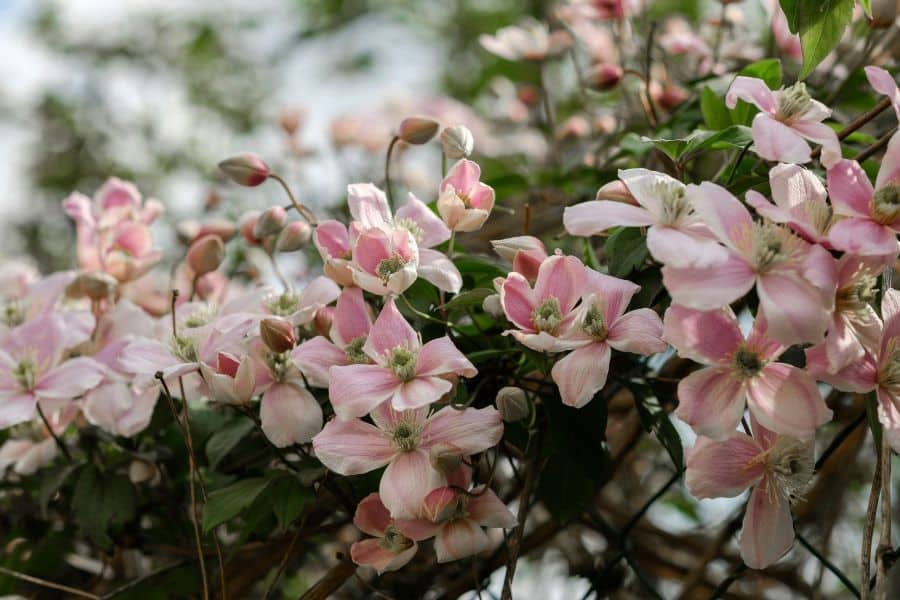 Pale pink clematis flowers and unopened buds spread across a leafy vine against a soft sky background. This shows the plant covered in spring blossoms, useful for identifying clematis among plants to prune in April.
