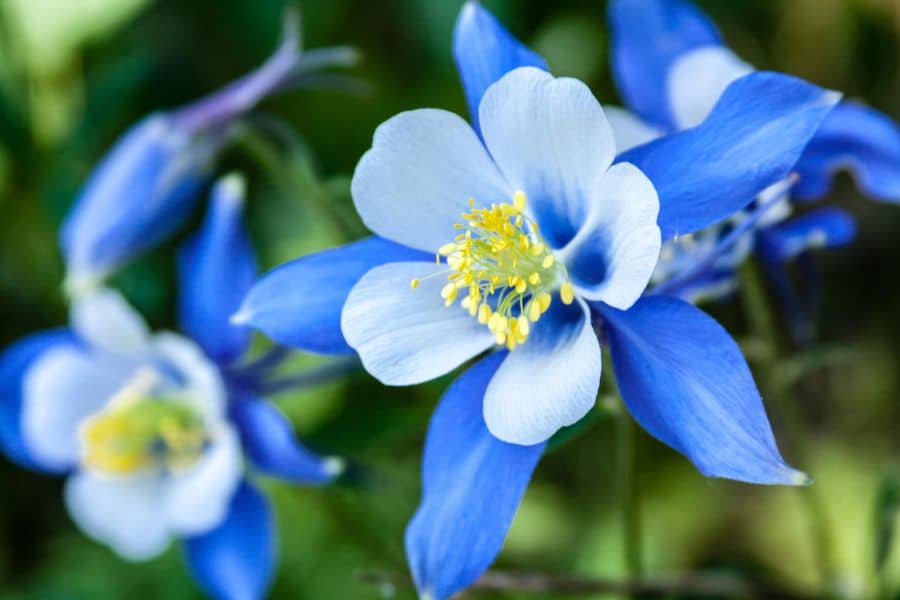 A close view of blue and white columbine flowers shows pale petals, deep blue outer petals, and yellow stamens at the center. The softly blurred background makes the main flower stand out sharply.