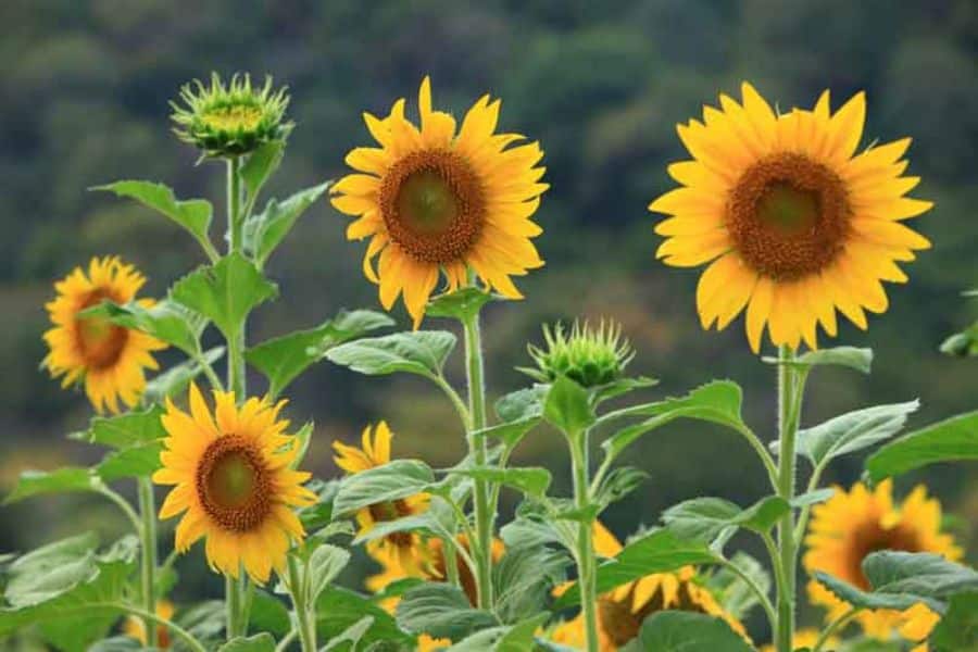 Several tall sunflowers with golden petals and large brown centers face outward against a blurred green background. Different bloom stages from buds to fully open flowers show lively summer growth.
