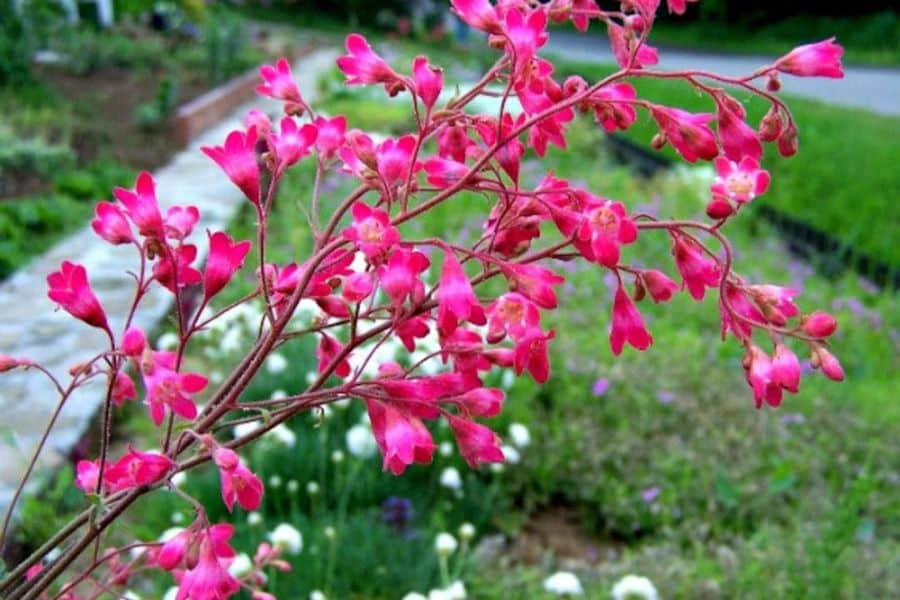 Arching stems of small pink bell shaped flowers stretch across the foreground in a garden setting. A path and soft greenery in the background add context without pulling attention from the blossoms.