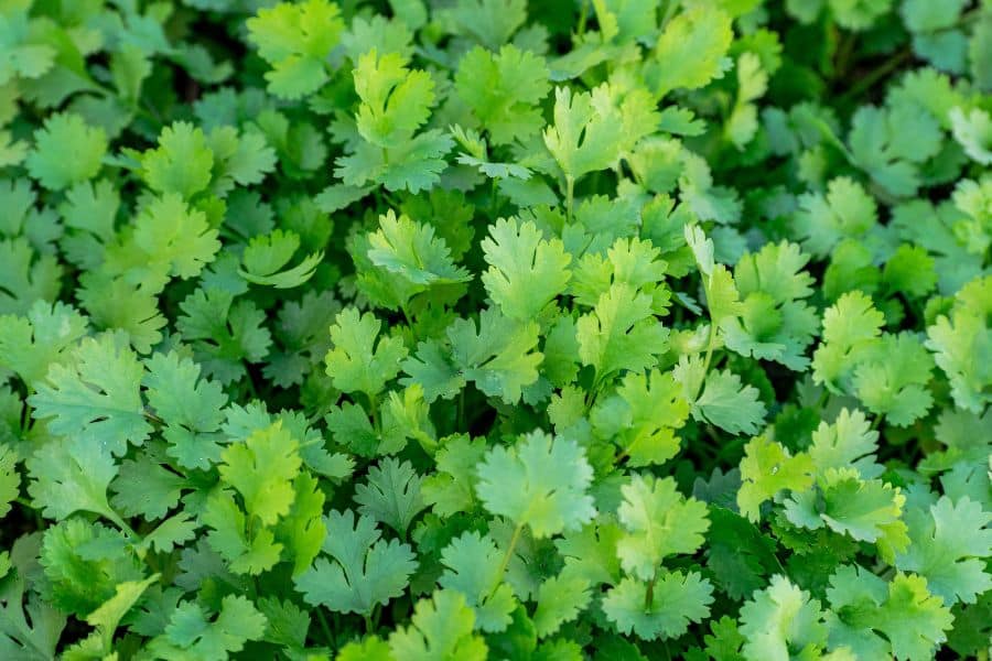 Fresh cilantro leaves growing densely in a garden patch demonstrating everyday herbs and spices with nutritional benefits.