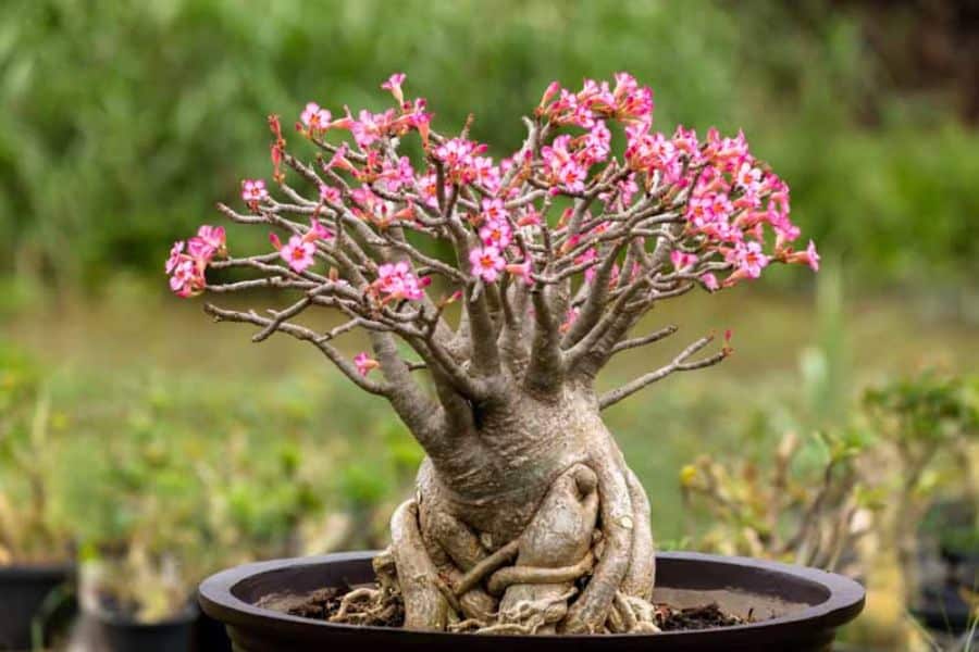 A desert rose bonsai sits in a round pot with a thick twisted trunk and clusters of small pink flowers at the branch tips. This flowering succulent is one of the more unusual plants that can survive a drought and still add color to a dry climate garden.