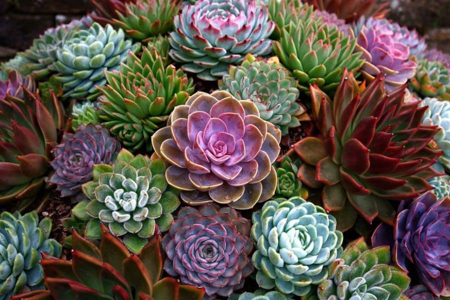 A dense arrangement of rosette succulents fills the frame in shades of green purple blue and deep red. This colorful mix highlights several plants that can survive a drought because succulents are known for storing water in their leaves and needing very little moisture.