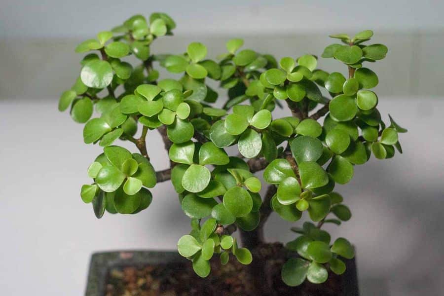 A small jade plant grows upright with glossy round green leaves on woody stems against a simple gray background. Jade is a classic houseplant and one of the easiest plants that can survive a drought because it tolerates dry soil better than many leafy indoor plants.