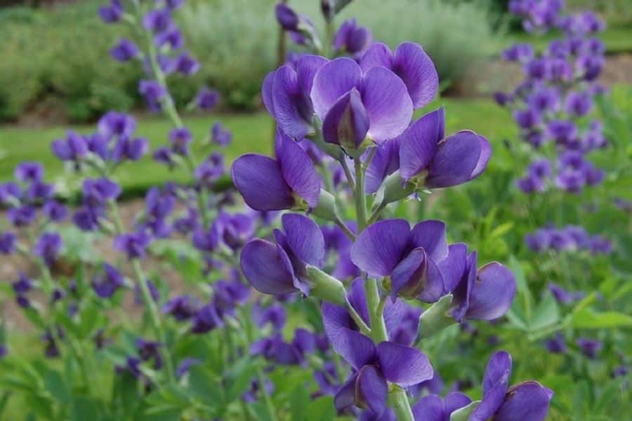 Upright purple blooms fill the foreground while more flowers blur into the garden behind them. This perennial is shown fresh and leafy as new spring growth begins after April cleanup.