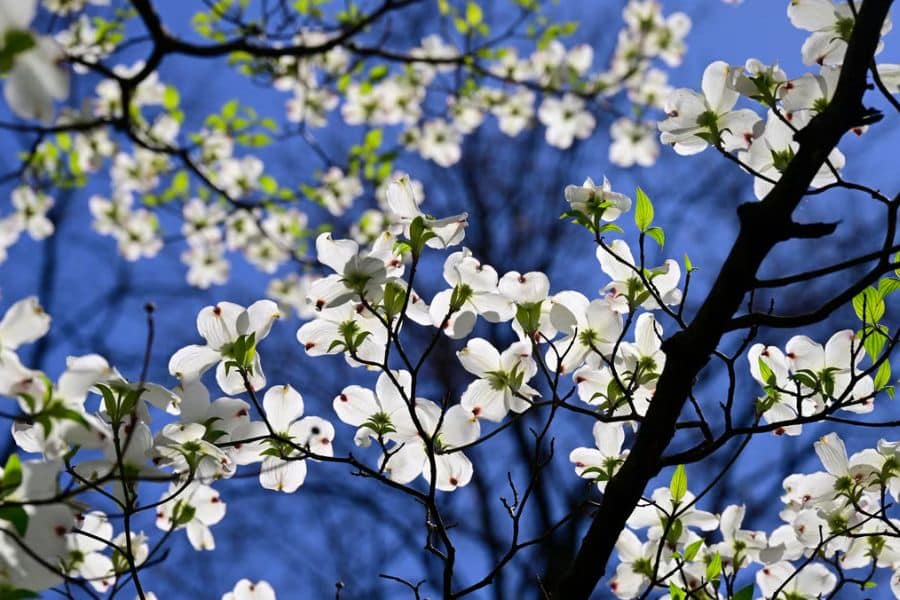 White dogwood blossoms spread across dark branches against a vivid blue sky. Fresh green leaves and flower bracts create a bright spring canopy.