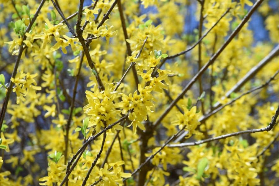 Thin brown branches are covered with clusters of small yellow forsythia flowers in early spring. The dense flowering stems show a classic spring shrub often discussed in guides about plants to prune in April.