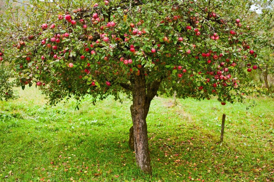A small apple tree stands in a grassy orchard with branches weighed down by many red apples. This wide view shows the full structure of a fruit tree, one of the plants to prune in April in some climates.