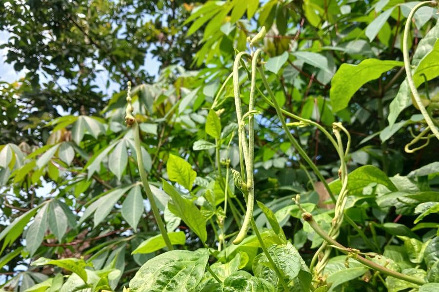 Long green beans hang from tall climbing vines surrounded by dense leafy plants in a sunny garden. The photo highlights how vertical crops can save space and produce heavily in a backyard bed.