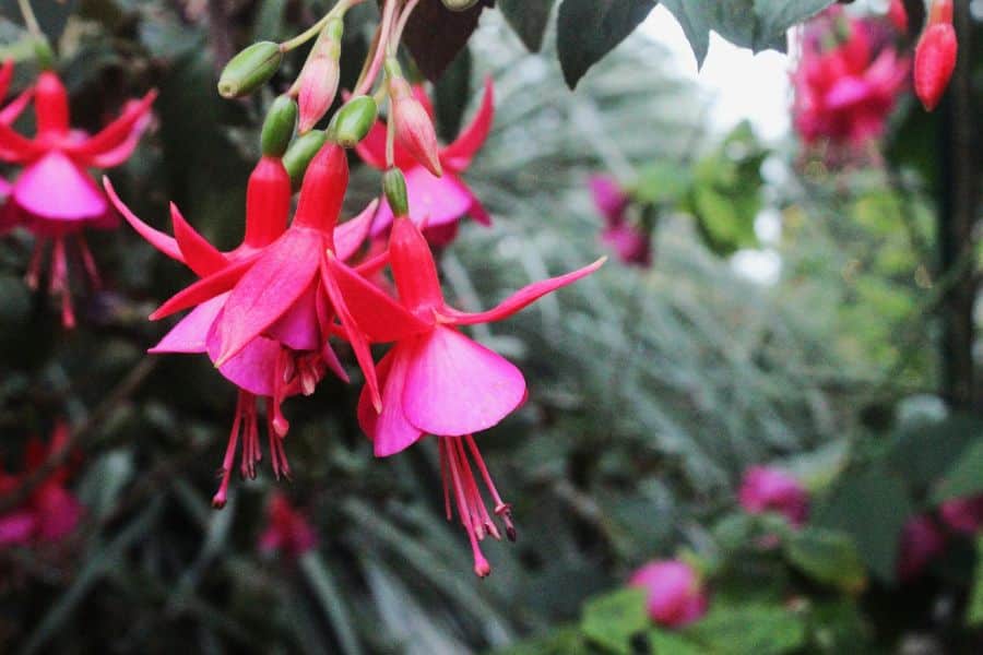 Bright pink and red fuchsia flowers hang downward from thin stems against a soft green background. The dangling blossoms stand out clearly while the rest of the plant fades into blur.