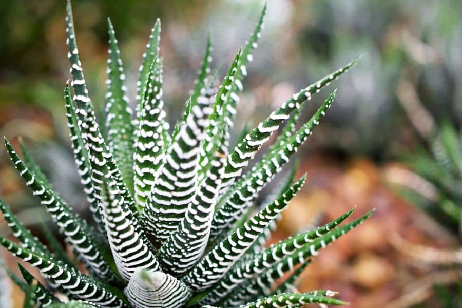 Close view of a zebra haworthia with pointed green leaves marked by bold white stripes and spots. This compact succulent belongs in a roundup of plants that can survive a drought because it handles dry conditions and limited watering very well.