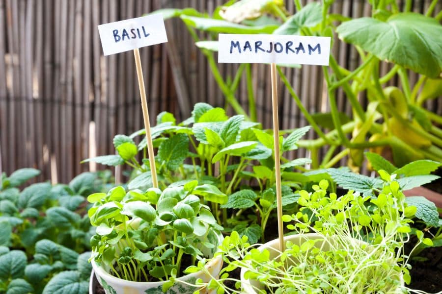 Small herb plants grow in pots with signs labeled "BASIL" and "MARJORAM" set above the leaves. This shows an easy way to keep herbs organized near a vegetable garden or patio growing area.