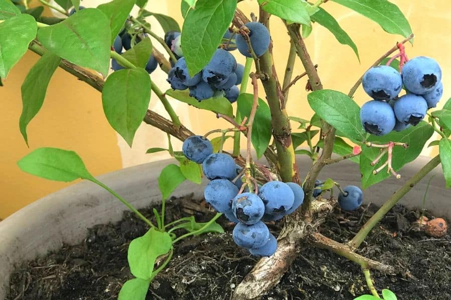 Blueberry plant loaded with ripe fruit growing in a large container demonstrating how to successfully grow blueberries in pots.