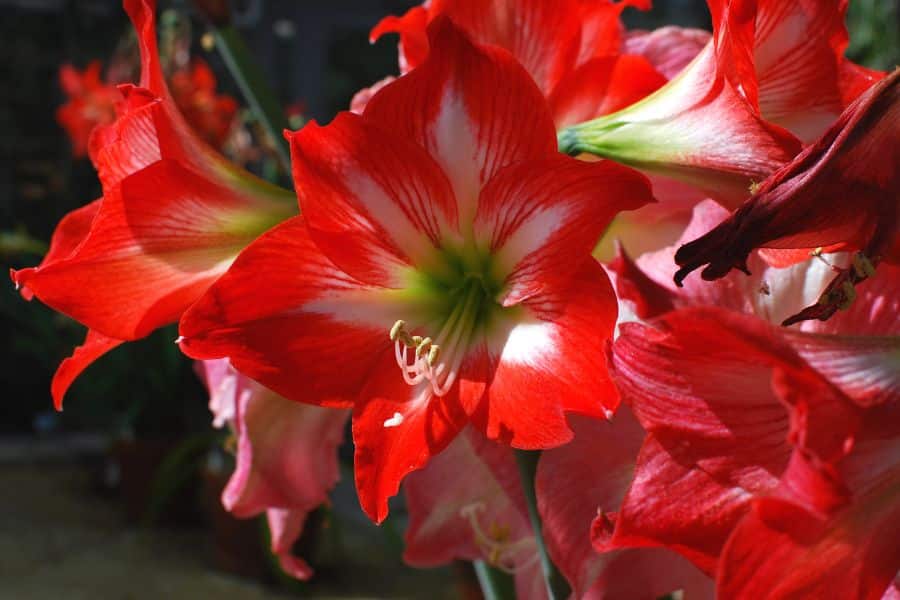 Large red Amaryllis blooms with white centers open wide in bright sunlight, filling the frame with trumpet shaped petals. This photo highlights the dramatic color and size that make Amaryllis a popular indoor flowering bulb.