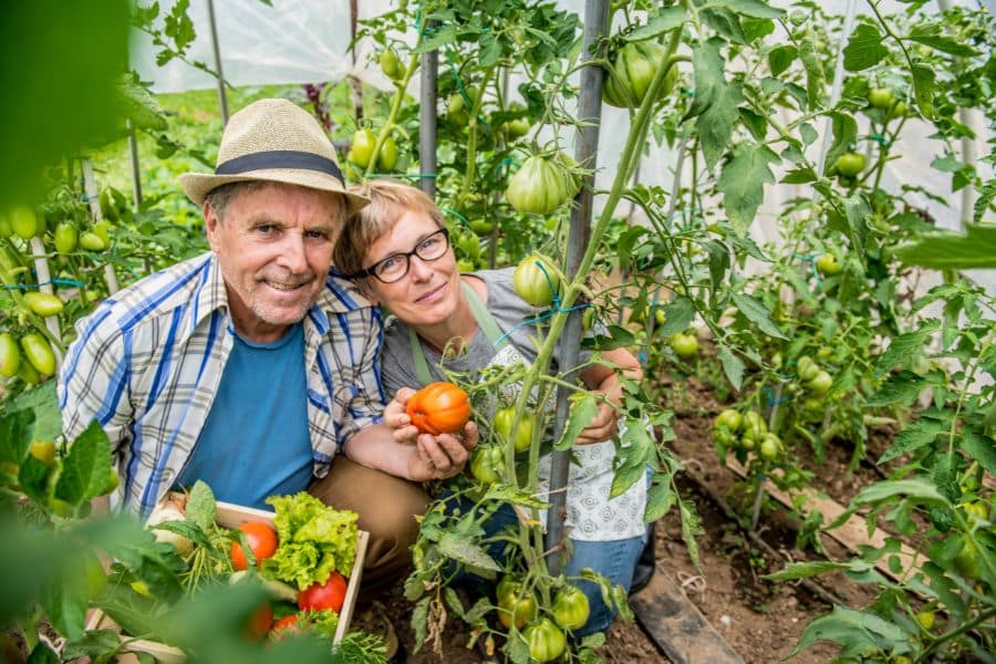 Two gardeners crouch among tall tomato plants in a greenhouse while holding freshly picked tomatoes and a crate of produce. The scene shows the variety and abundance that can come from a well tended home vegetable garden.