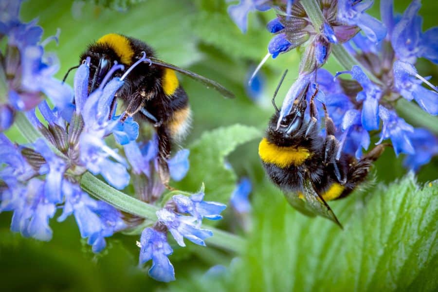 Two bumblebees cling to pale purple flowers while gathering nectar among green leaves. This close up shows the kind of blooms that can help attract bees to a garden.