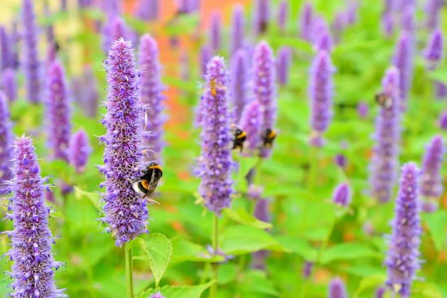 Several bees cling to tall lavender flower spikes rising above bright green foliage. This flowering perennial adds pollinator interest after plants are cut back in April and begin growing again.