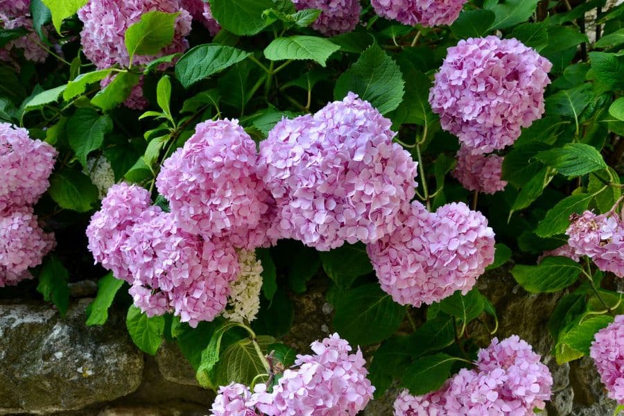 Large round clusters of soft pink hydrangea blooms fill the frame above deep green leaves and a stone border. The image shows a mature hydrangea in flower, giving context for one of the common plants to prune in April.