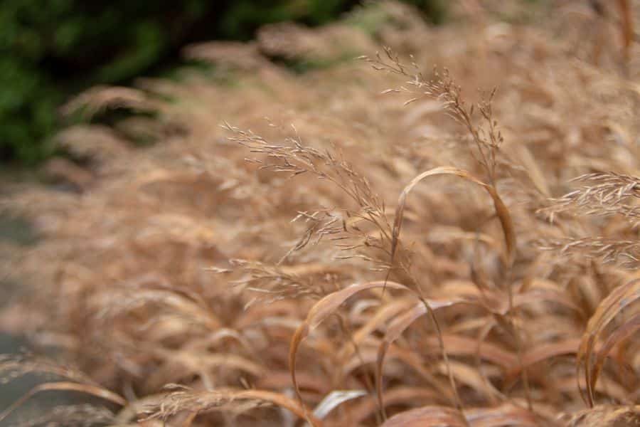 Tan ornamental grass fills the frame with fine feathery seed heads and dry curling blades. This shows old grassy growth that is often cut back in April before fresh shoots emerge.