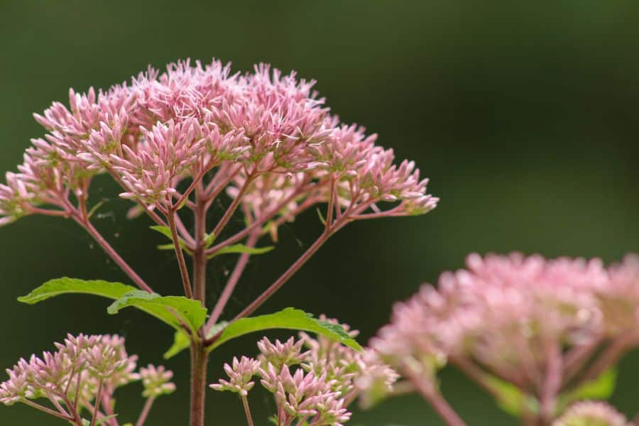 Rounded clusters of soft pink flower buds rise on sturdy stems against a dark green blurred background. The plant is shown just before opening, with fresh foliage that follows spring perennial cleanup.