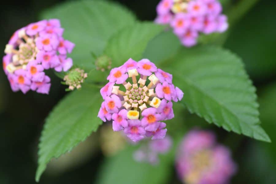 Small round clusters of pink and yellow flowers sit in front of textured green leaves. The close view highlights a compact flowering perennial in active growth after an April cutback.