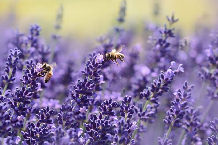 Two honeybees hover above a dense field of purple lavender with softly blurred flower spikes in the background. The scene highlights a flowering plant that can attract bees during bloom season.