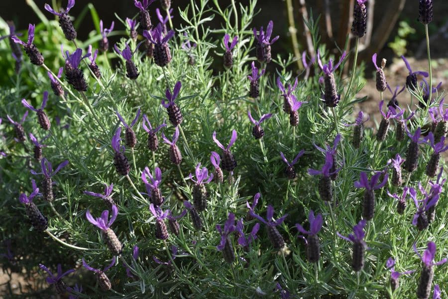 A lavender plant grows in a garden bed with narrow gray green foliage and upright purple flower spikes. The photo shows the compact shape and textured stems of lavender before or after seasonal trimming.