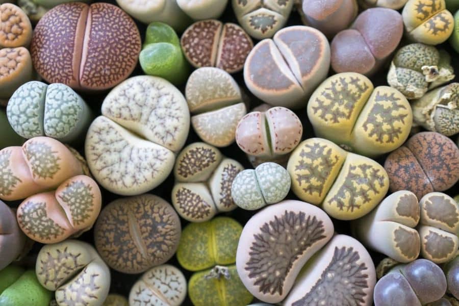 A collection of lithops fills the frame with pebble like leaves in muted pink tan gray and green patterns. These unusual succulents are excellent plants that can survive a drought because they mimic stones and need very little water to live.
