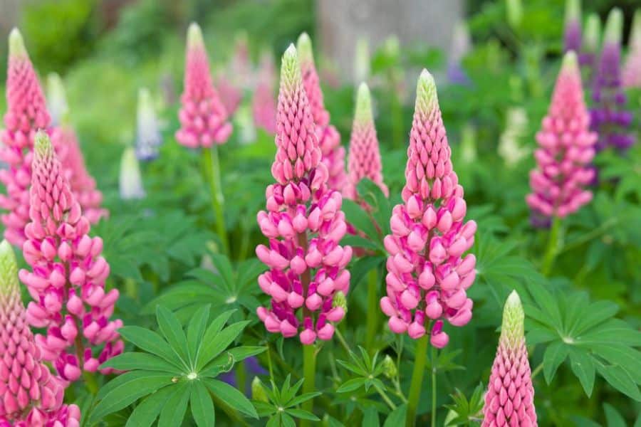 Several tall pink lupine flower spikes rise above broad green leaves in a lush garden bed. The repeated cone shaped blooms create depth as more flowers fade into the background.