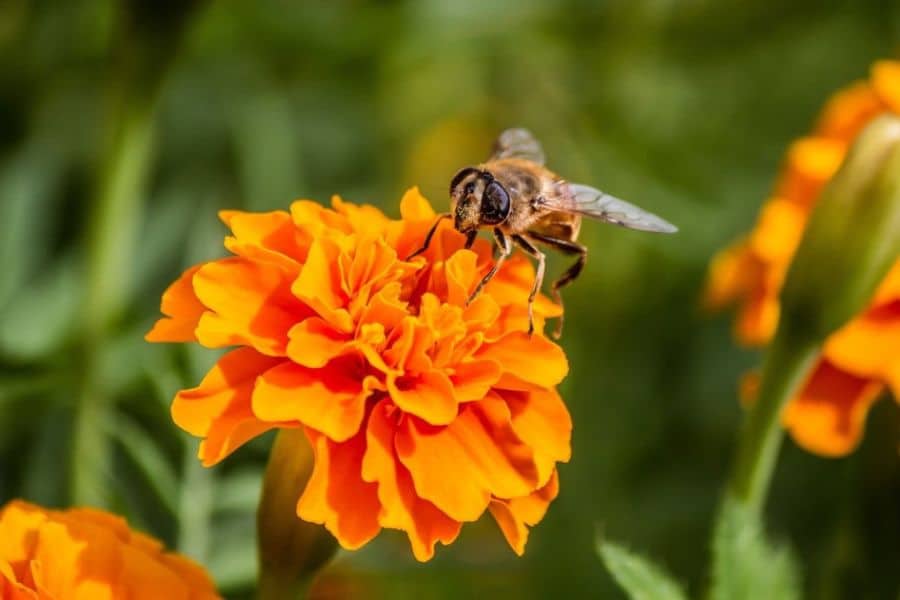 A honeybee stands on a bright orange marigold with more orange blossoms and green stems blurred behind it. The close up emphasizes a colorful garden flower that bees visit for pollen and nectar.