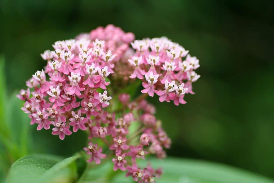 Rounded clusters of small pink flowers bloom above broad green leaves against a soft dark green background. This perennial is shown in flower later in the season after being cut back in April.