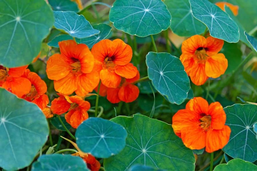 Bright orange nasturtium flowers bloom among round blue green leaves. This photo fits edible leaves content because the leaves and blossoms are both commonly used as edible garnishes.