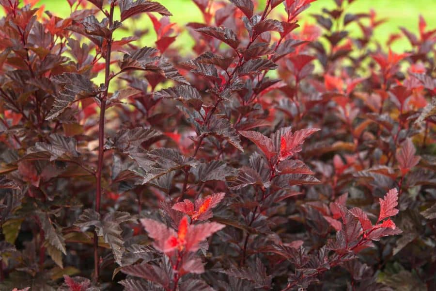 Tight close up of tangled red twig stems forming a vivid crimson thicket. The branches fill the scene with a strong winter color accent.