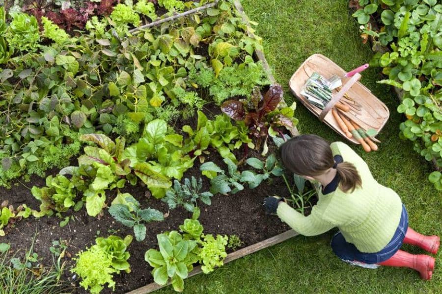 Overhead view of a woman kneeling in a raised vegetable garden surrounded by leafy greens and gardening tools. The scene suggests growing food at home as a practical way to manage costs during inflation.
