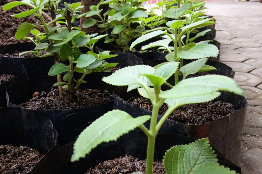 Young oregano plants growing in small nursery pots representing homegrown herbs and spices with nutritional benefits.
