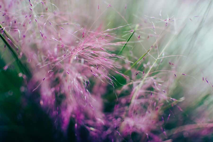 Soft airy pink grass plumes and fine blades blur together in a dreamy close up. This ornamental perennial grass can be cut back in April before fresh new growth appears.